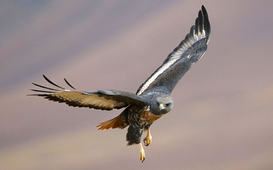 birds-of-prey-10